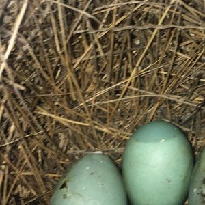 Meet your Posher, Abigail